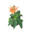 Crossandra Infundibuliformis (Firecracker Flower)