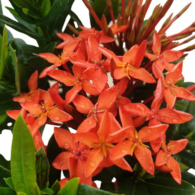 Buy Buy Ixora Dwarf Red | Swee Bee Contractor Size 30cm | Swee Bee ...