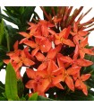 Ixora Dwarf Red