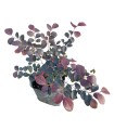 Loropetalum Chinense (Chinese Fringe Flower)